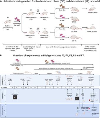 Influence of High Energy Diet and Polygenic Predisposition for Obesity on Postpartum Health in Rat Dams